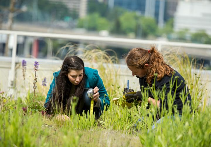 Students working together on green rooftop