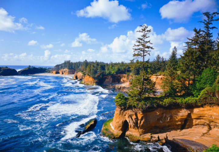 A rugged coastline with scrubby trees and churning blue ocean. 