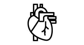 An outline of a human heart