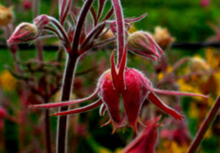 Close up of pink flower