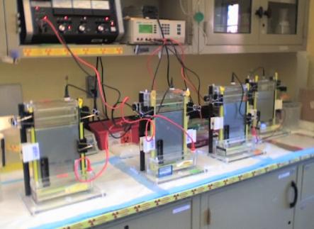 Image of gels being run in a chemistry lab