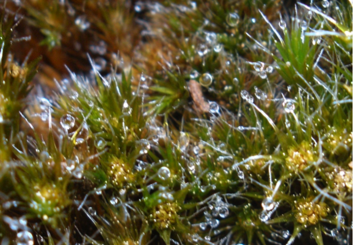 Close-up of moss