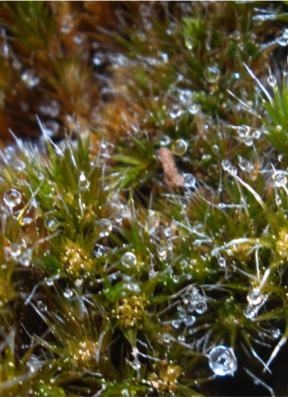 Close-up of moss
