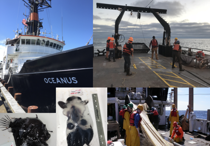 A mosaic of images from Dr. Lindgren's research including: the research vessel Oceanus, students sampling animals from a net, an anglerfish and a vampire squid