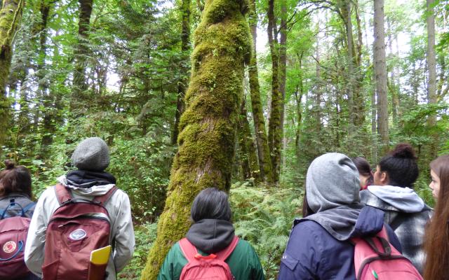 Students observing a tree in a forest