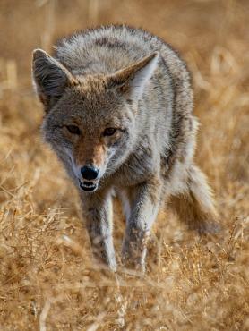 Coyote