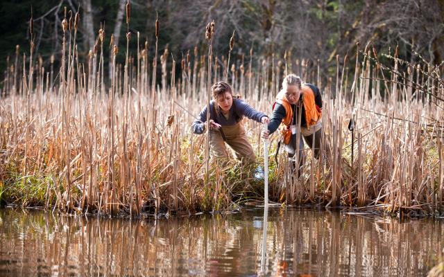 Two researchers taking a water sample in a bog
