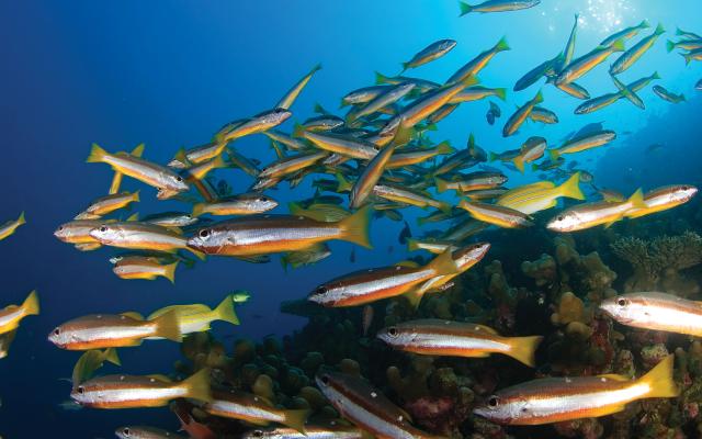 Fish swimming in ocean