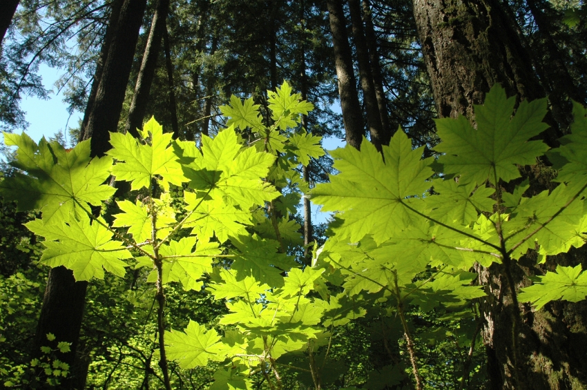 Leaves