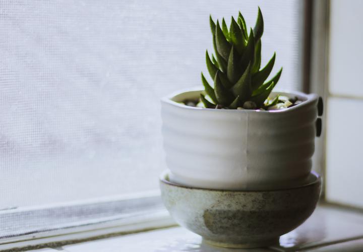 Plant decorative image.