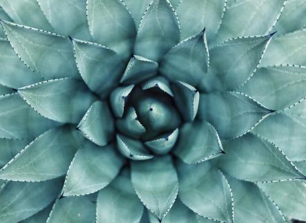 succulent green plant close up 