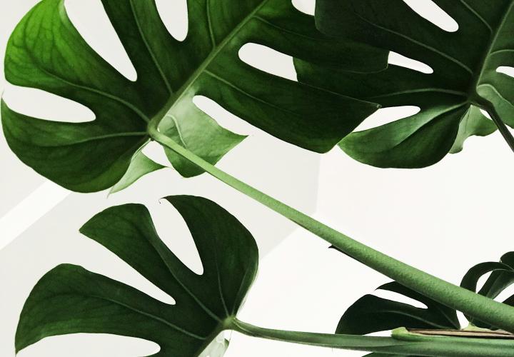 monstera plant leaf