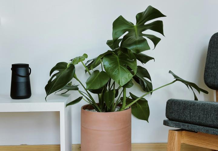Confidential Advocate Form - Plants and a chair image