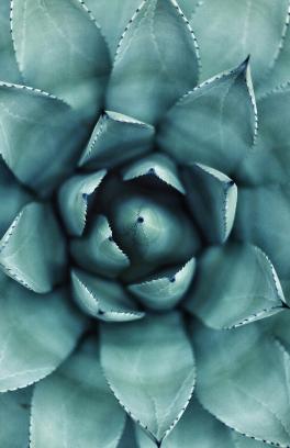 succulent green plant close up 