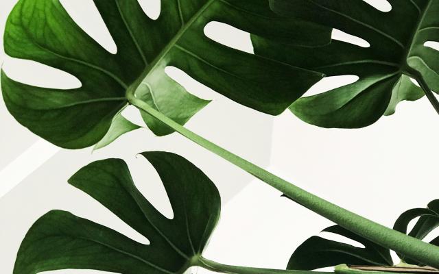 monstera plant leaf