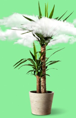 Houseplant behind clouds