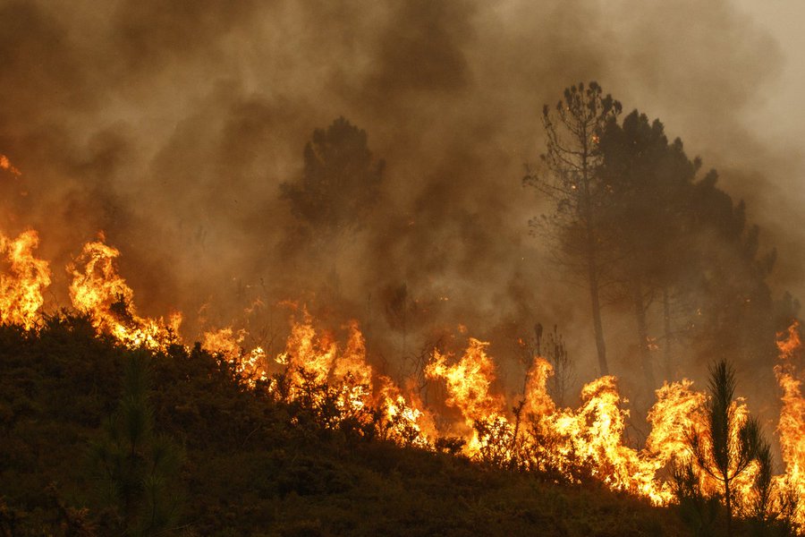wildifre burning in a forest