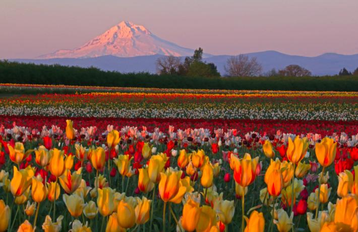 tulipfarm