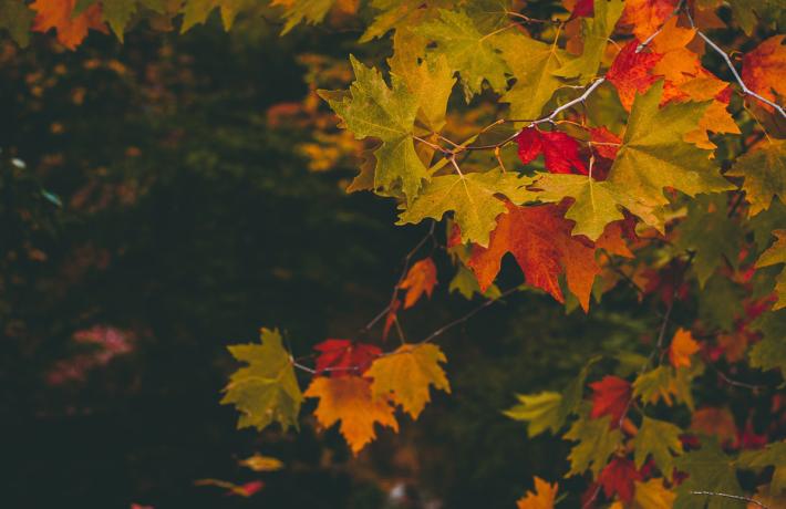 Autumn Leaves