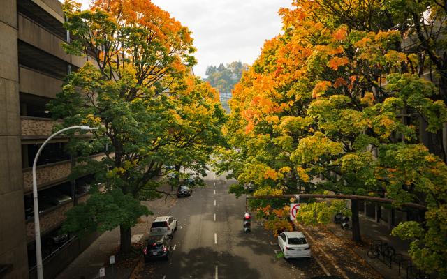 photo of trees overlooking a road with cars