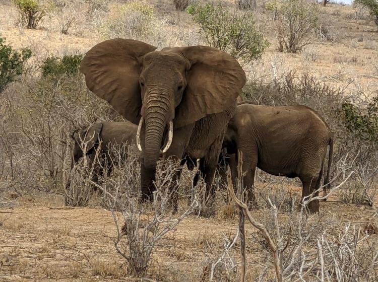 Kenya elephant