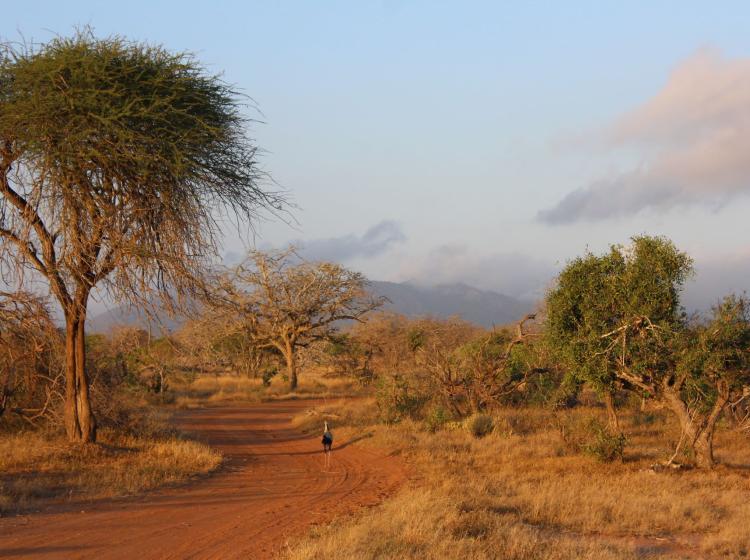 Kenya road on game drive