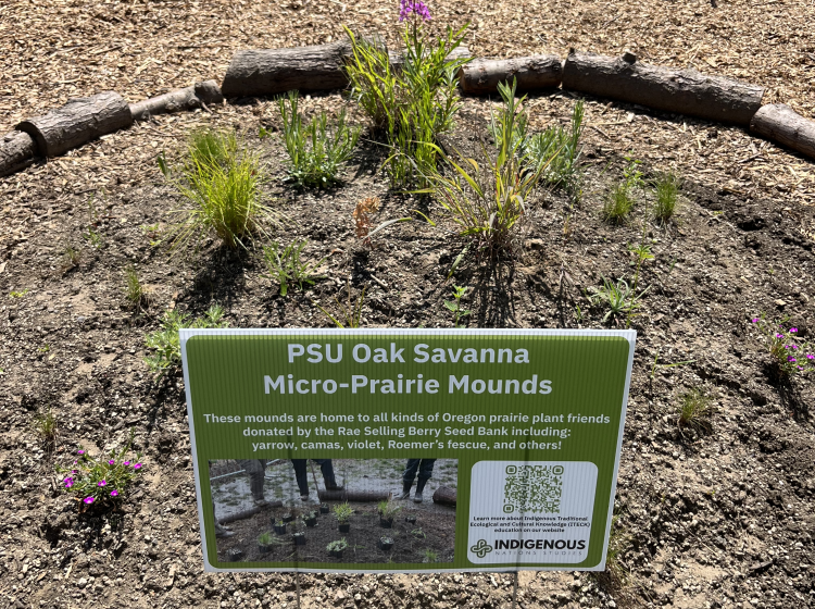 Native Plant Micro Prairie Mound