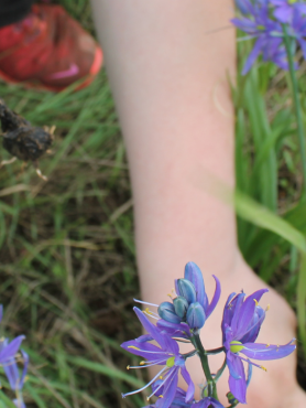 Close-up image of hands harvesting Camas