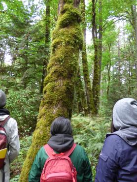 Indigenous Traditional Ecological & Cultural Knowledge certificate students looking up in forest