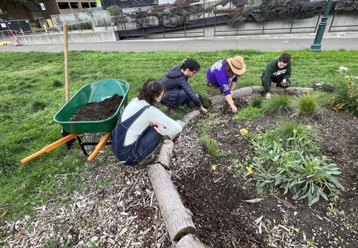 Students tending on the PSU Oak Savanna