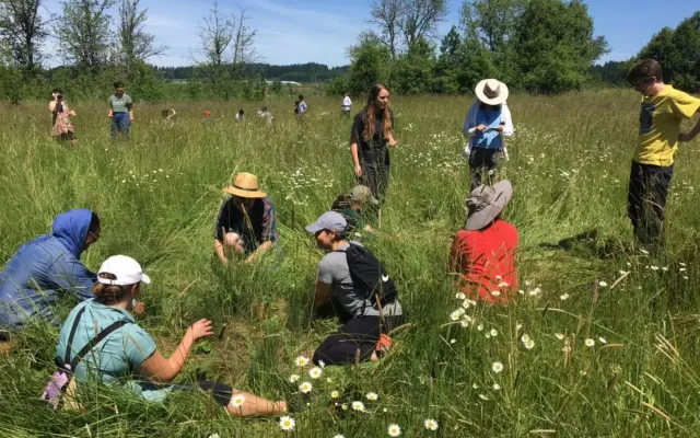 At Tualatin Wildlife Refuge, students are braiding down grass.
