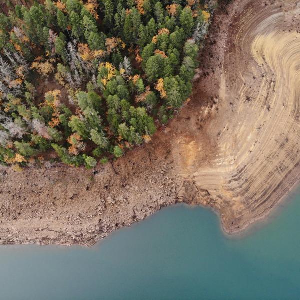 A birds-eye view of conifer trees next to the shore of a reservoir.
