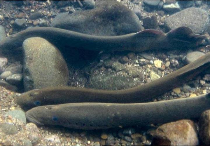 Three Pacific Lamprey float languidly along the bottom of a streambed.