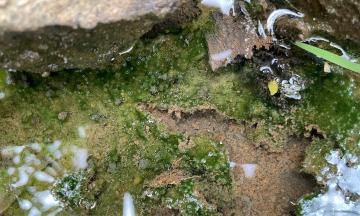 Bethnic cyanobacteria blooms at the bottom of an aquatic environment