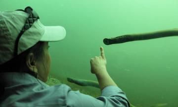 Woman is pointing at a lamprey through a glass window
