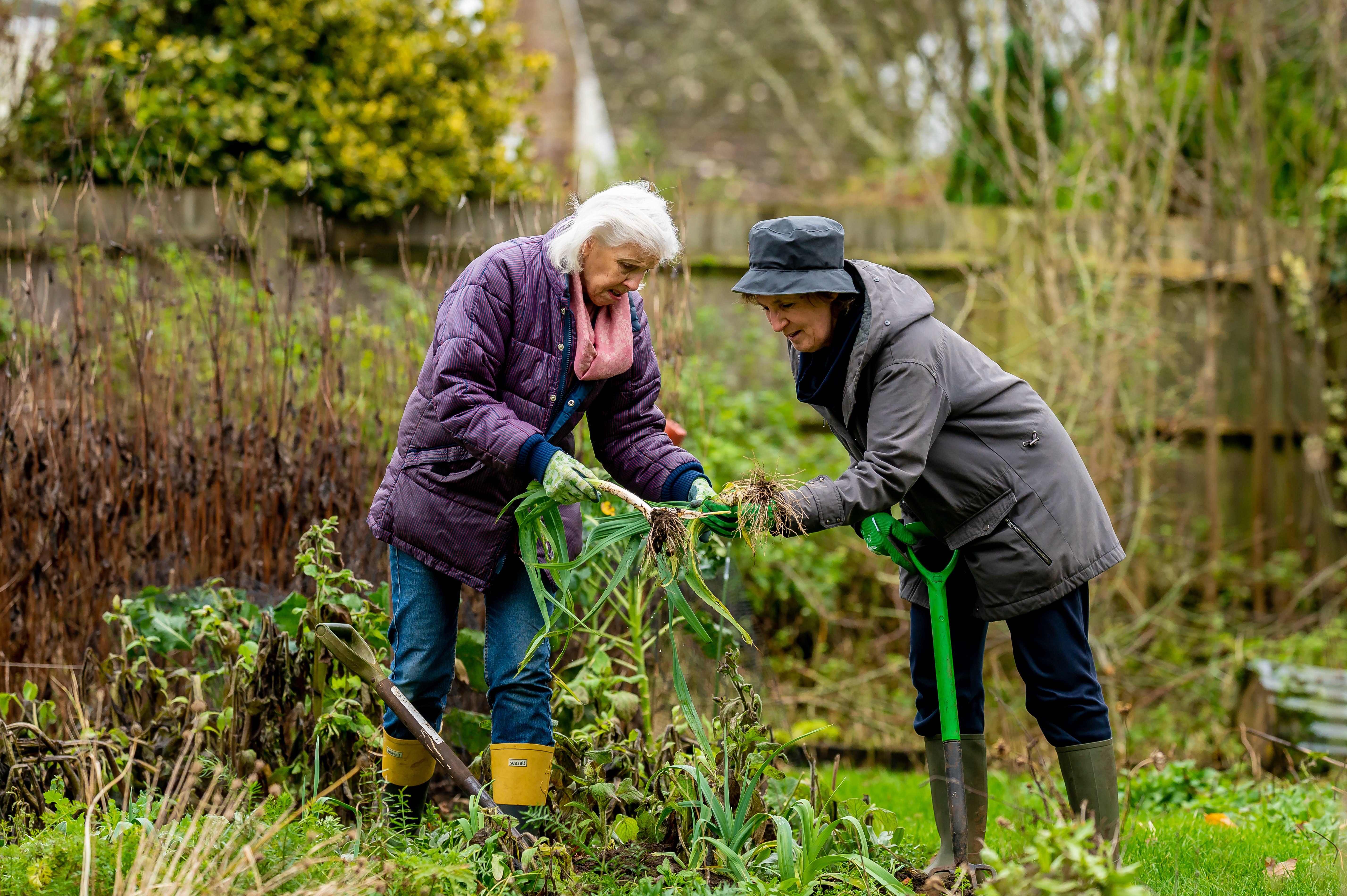 two older adults gardening