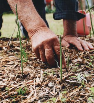 Hands in asparagus field