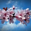photo of cherry blossom branch