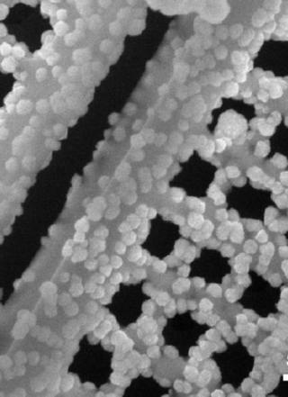 Diatom viewed through a microscope