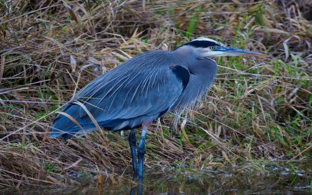 Great Blue Heron at Ridgefield National Wildlife Refuge.