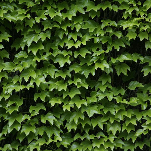 Wall of green ivy