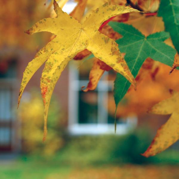 One yellow leaf and one green leaf hanging from a tree in the foreground with a blurry building in the background