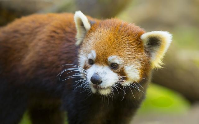 A close-up of a red panda at the Oregon Zoo