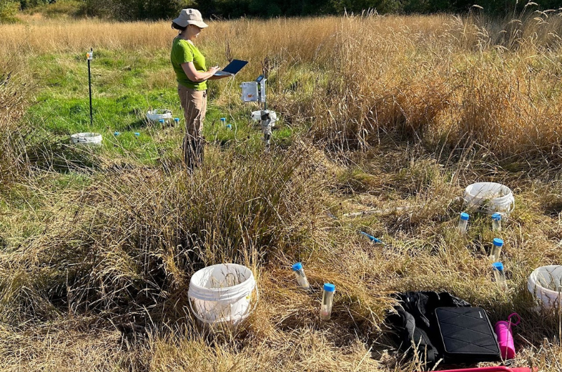 Researcher measuring greenhouse gas fluxes in restored tidal marshes in the Lower Columbia Estuary