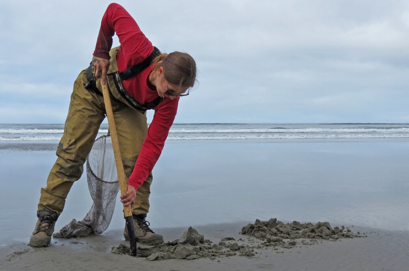 Woman digging in sand for oysters