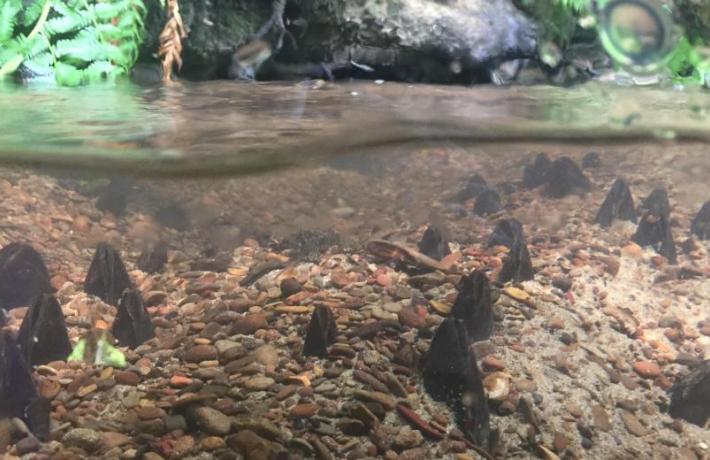 Freshwater mussels in a small tributary