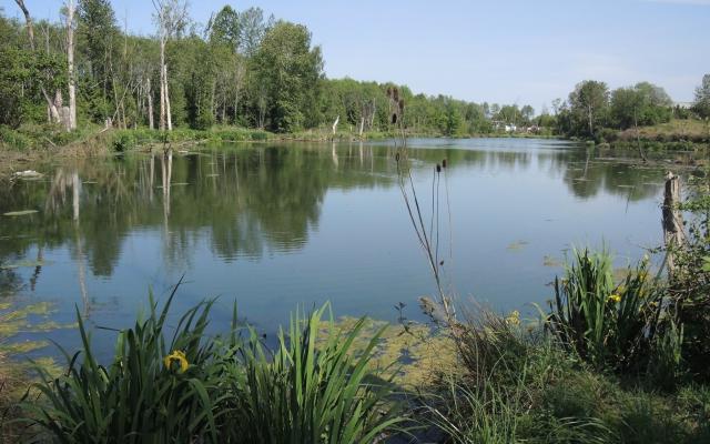 Lake surrounded by plants and trees