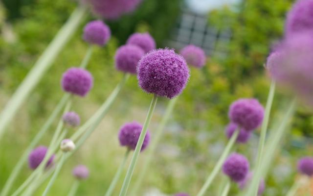 Close-up of purple flower