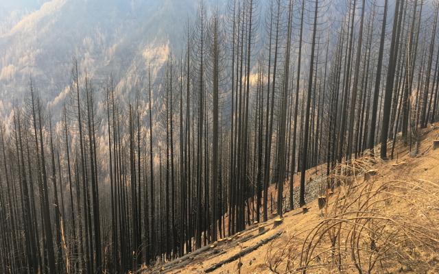 View along a bluff in Tanner Creek watershed following the 2017 Eagle Creek Fire, Oregon