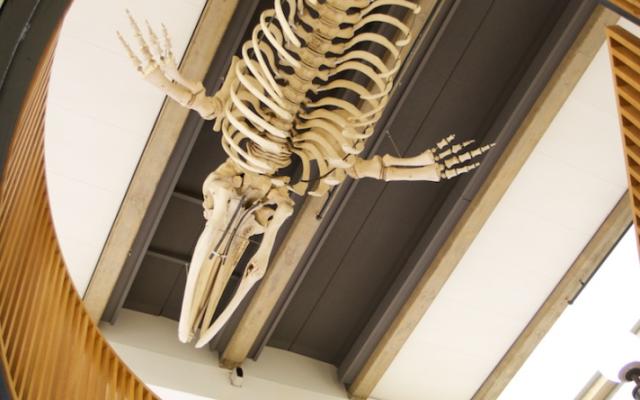 Gray whale skeleton above staircase